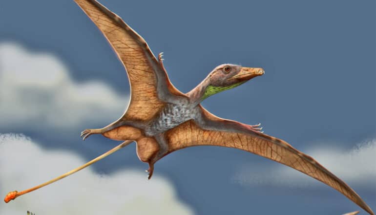 A pterosaur flies through the sky in an illustration.