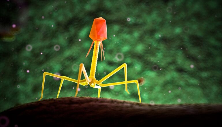 An illustration of a phage on a bacteria. It has several "legs" coming off a long central body with a large "head."