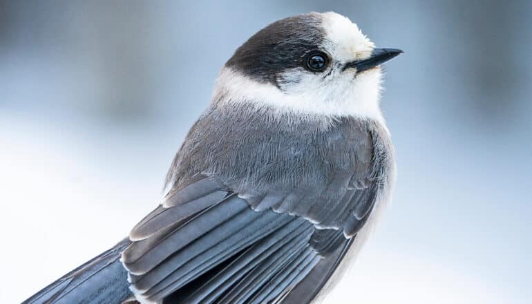 A Canada Jay perched on a branch.
