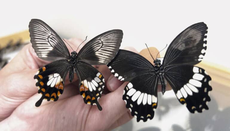 ‘Supergene’ helps butterflies mimic wing patterns to stay safe