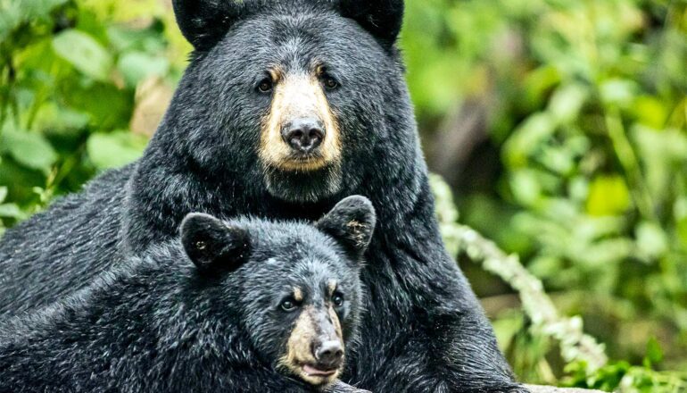 A black bear and cub look at the camera.