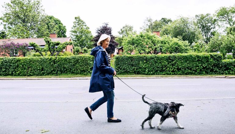 An older woman walks her dog on a quiet street.