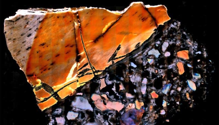 A multi-colored fossil on a black background.