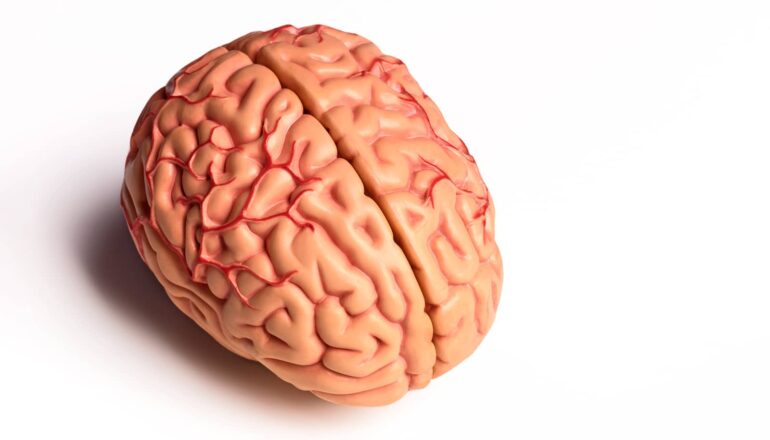 A plastic model of a human brain on a white background.
