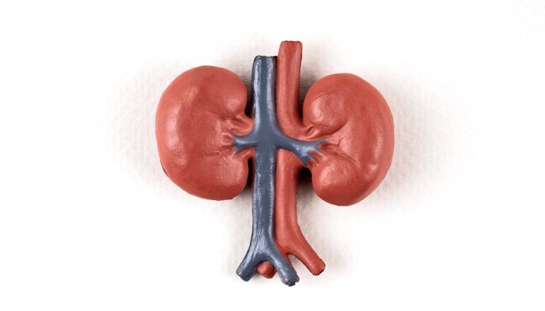 A plastic model of human kidneys on a white background.
