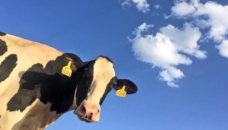 A cow looks down at the camera with a blue sky behind it.