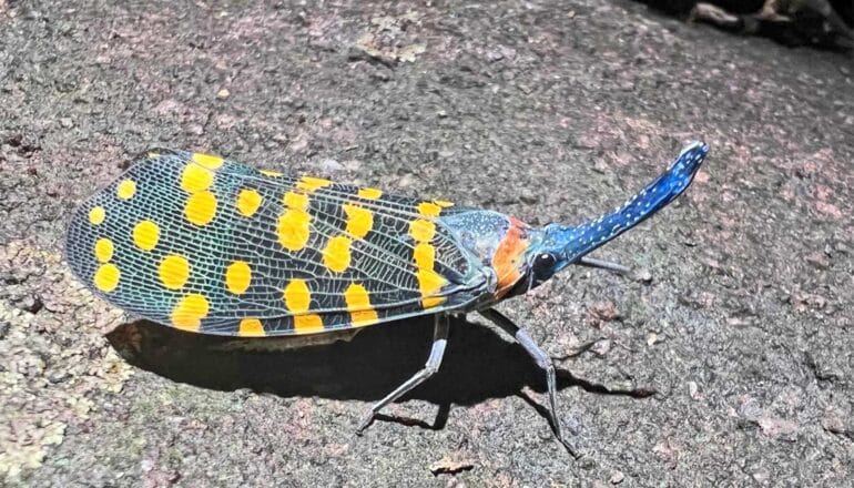 An insect with yellow-spotted wings and a long blue "face."