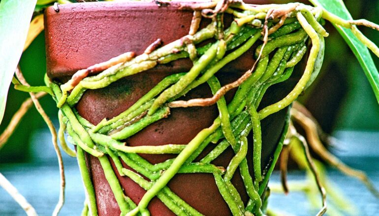 Plant roots wrap around a pot.