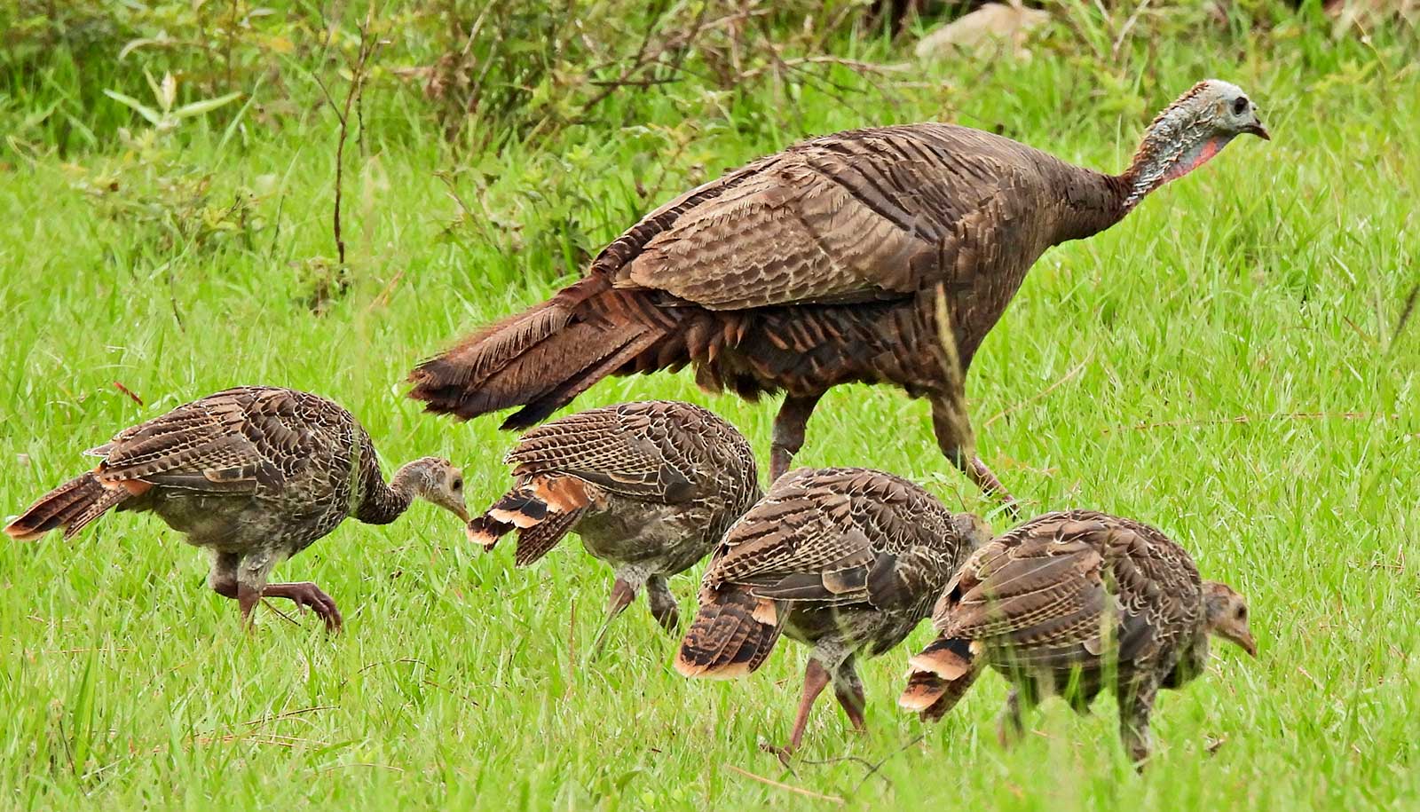 Turkey offspring gender may depend on hunters