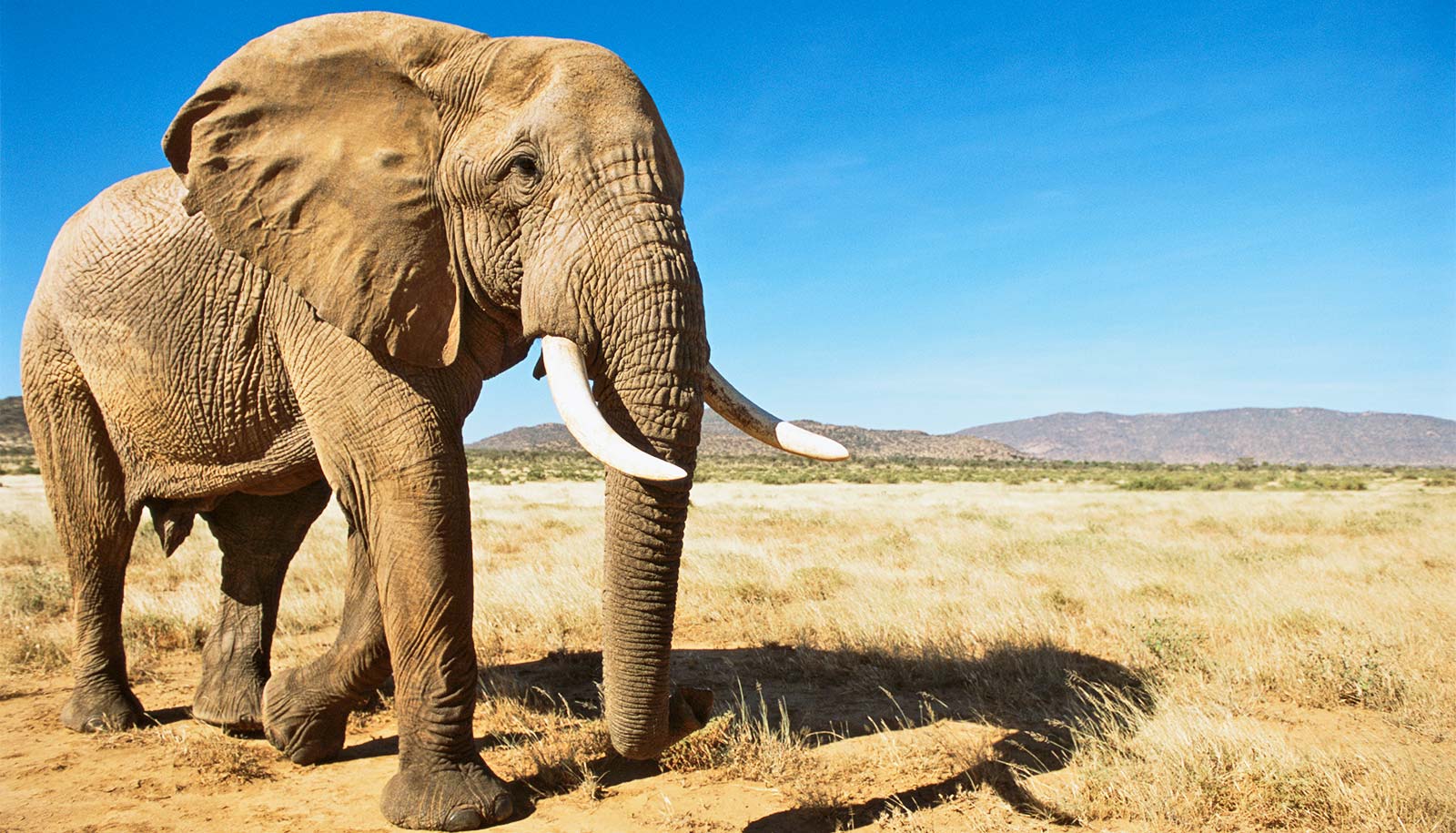 How does environment shape the evolution of gut bacteria?