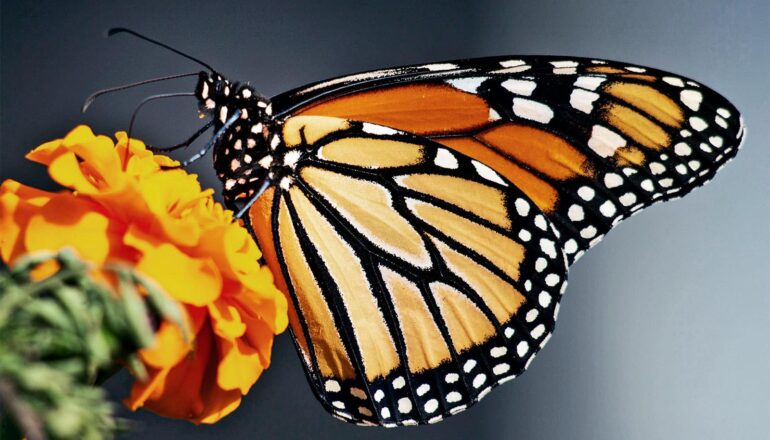 A monarch butterfly stands on an orange flower.