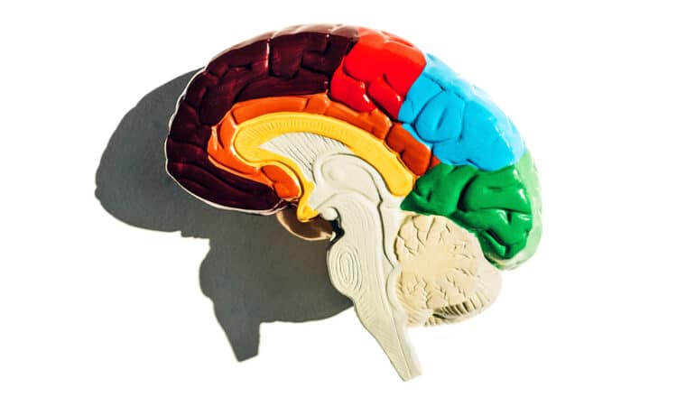 A model of the human brain with different areas highlighted in different colors.