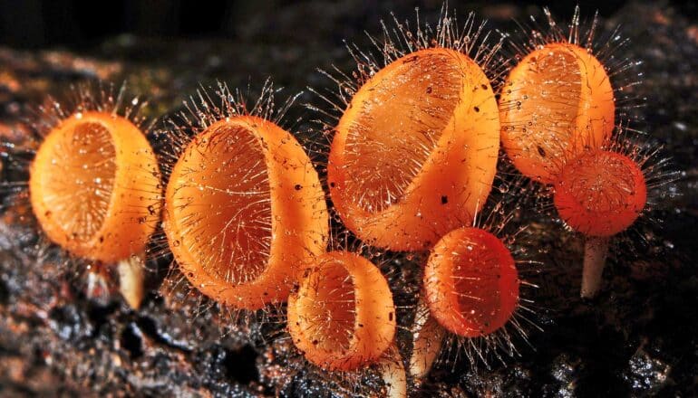 Orange fungi that has formed cup-like mushrooms covered in small hairs.