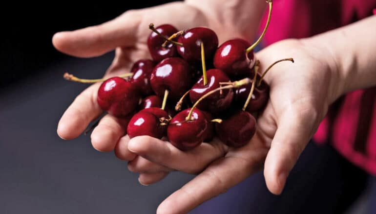 A person holds a bunch of cherries in their hands.