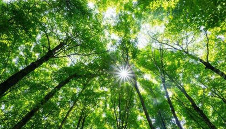 Light shines through a canopy of green tree leaves.