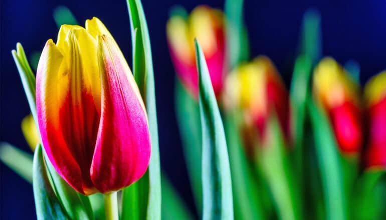 A row of tulips begin to bloom in front of a dark background.