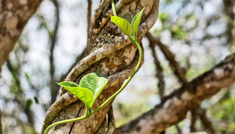 Vines wrap around a tree branch.