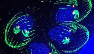 A fluorescent image of the parasite Toxoplasma gondii.