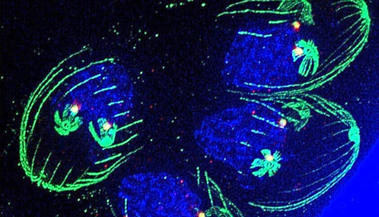 Fluorescent imaging reveals how a widespread parasite grows