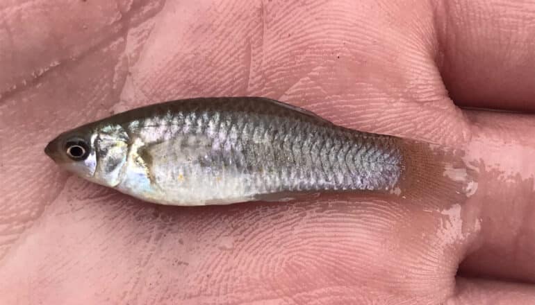 Why an all-female fish species is a scientific ‘miracle’