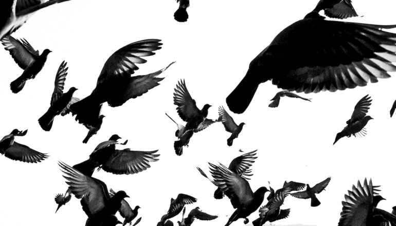 How flocking birds can help make AI better
