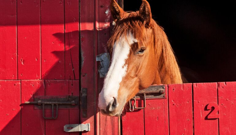 Team solves the mystery of how horses whinny