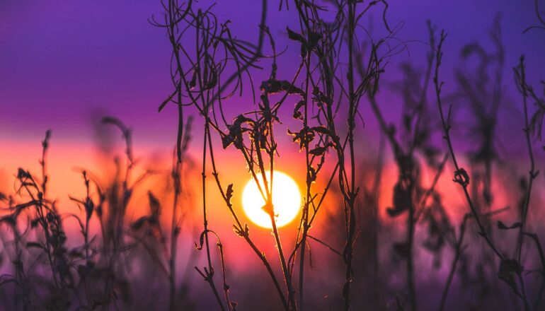 A purple and orange sunset behind some plants in silhouette.