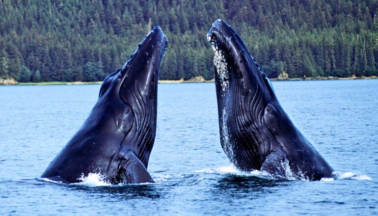 Humpbacks change their songs when other whales join in