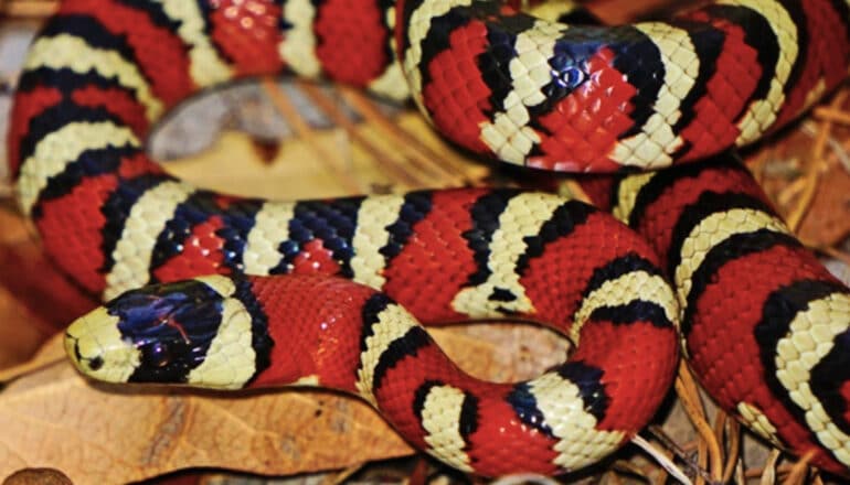 Earth may have 2X as many vertebrate species as we thought