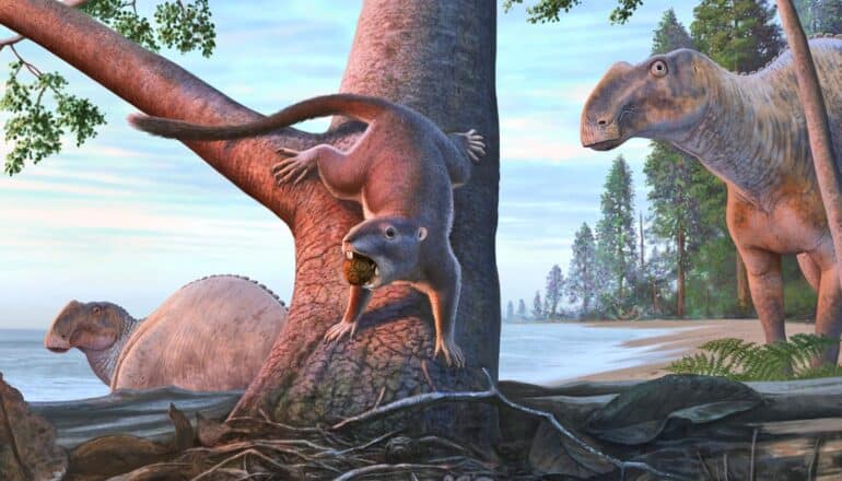 Newly discovered hamster-sized mammal lived alongside dinosaurs