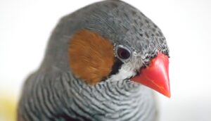 A zebra finch with reddish cheek and a bright orange beak looks down against a white background.