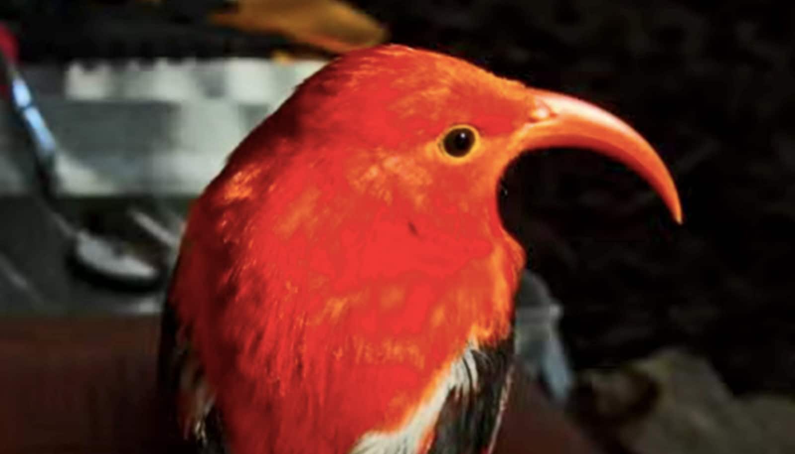 Hawaiian birds are stealing from their neighbors’ nests