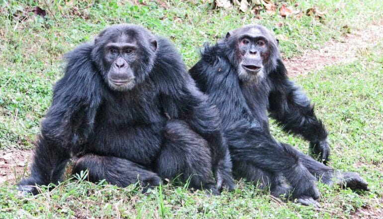 Two chimpanzees sit next to each other on grass.
