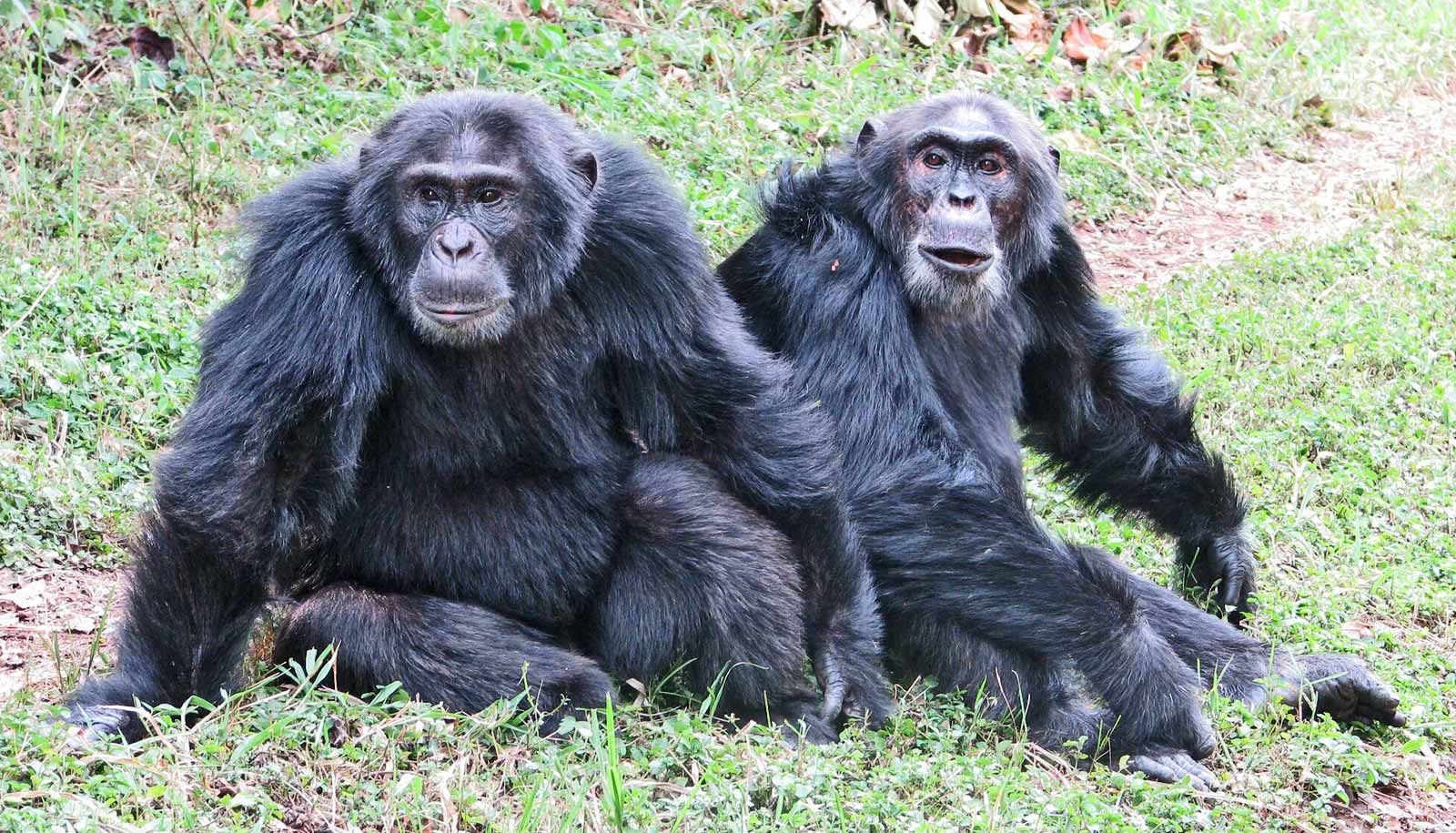 After a group split, chimps killed their former friends