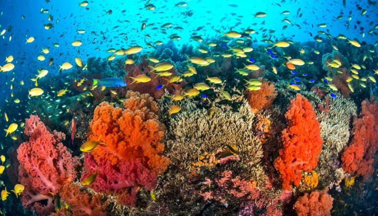 Yellow fish swim over a colorful coral reef.