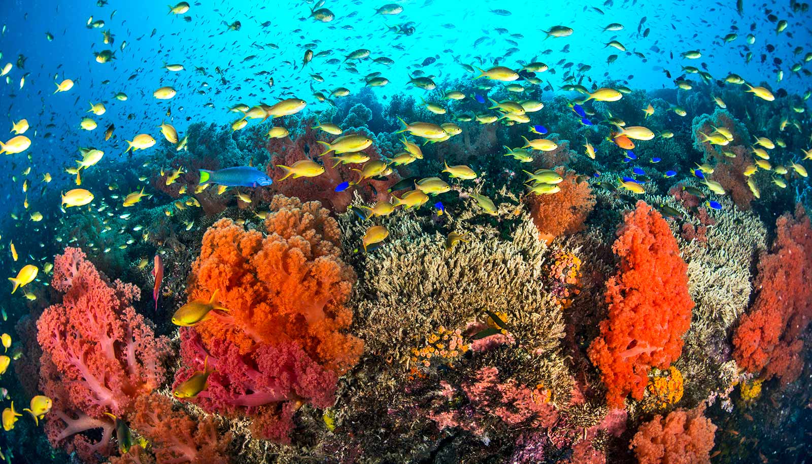 Could coral reefs hold the next big medicine?