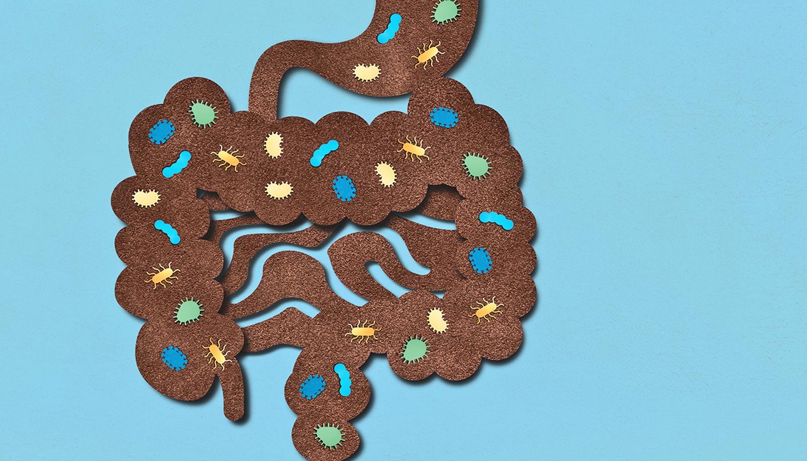 Modern lifestyles affect how gut bacteria process estrogen