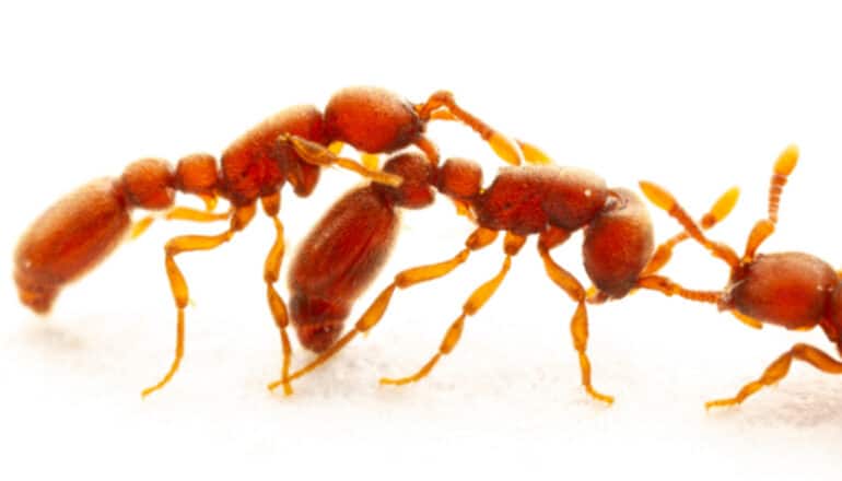 How ants tell friends from foes