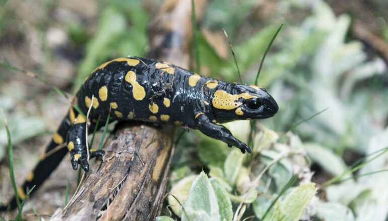 A black and yellow salamander climbing over a branch extends one arm.