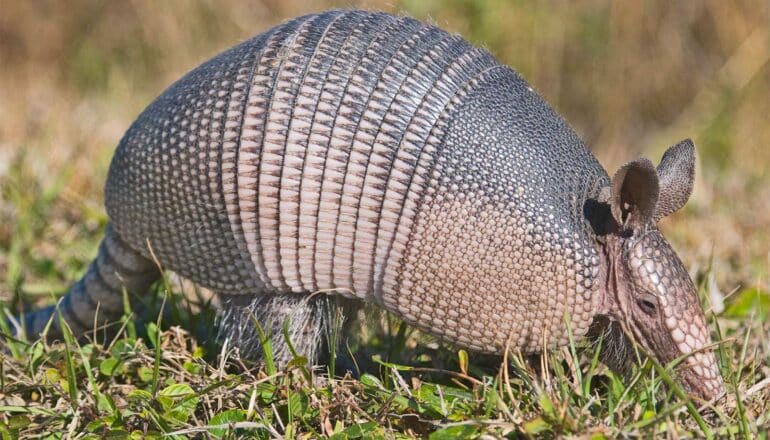 An armadillo walks through grass.