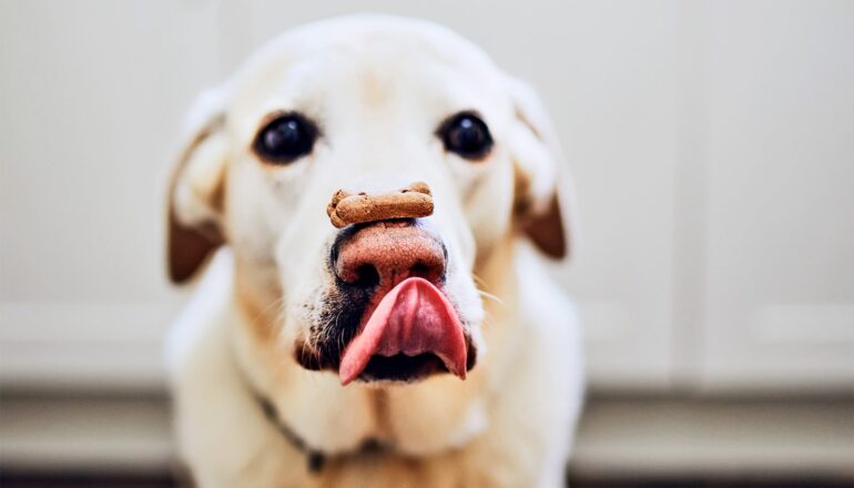 A dog biscuit rests on a dog's nose.