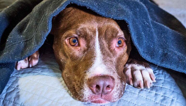 More than 84% of dogs show signs of fear or anxiety