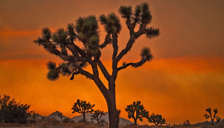 A Joshua tree in silhouette at sunset.