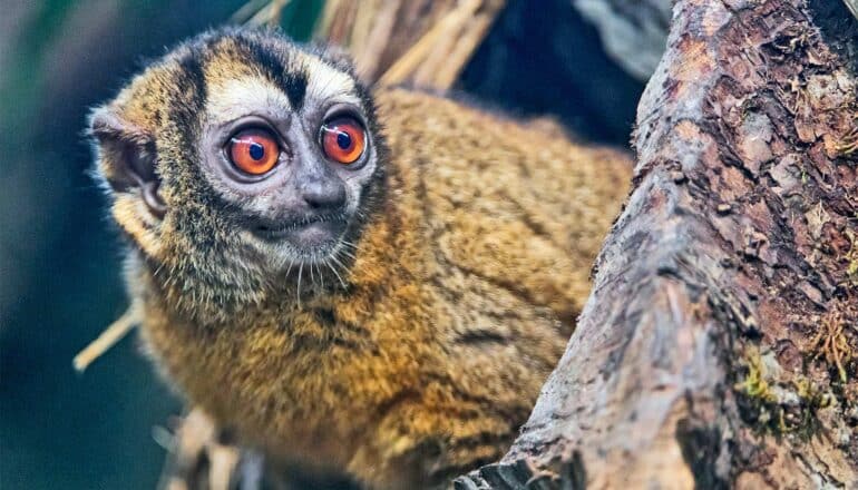 An owl monkey with orange eyes pokes its head out of a hollow tree stump.