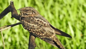 A brown speckled scissor-tailed nightjar bird stands on a branch.