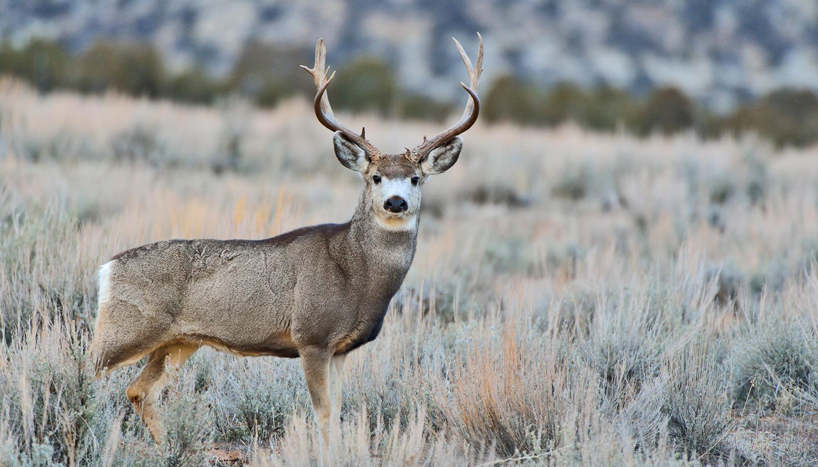 Drought in the southwest is shrinking wildlife habitat