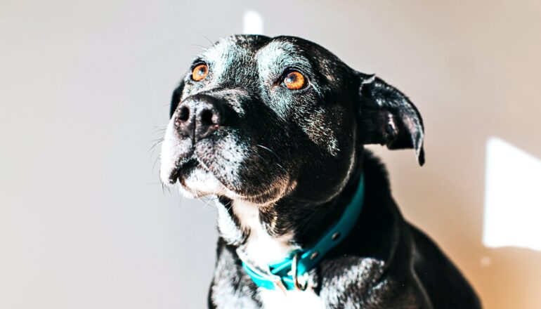 A dog with black and white fur, orange-brown eyes, and a blue collar looks up and into the distance.