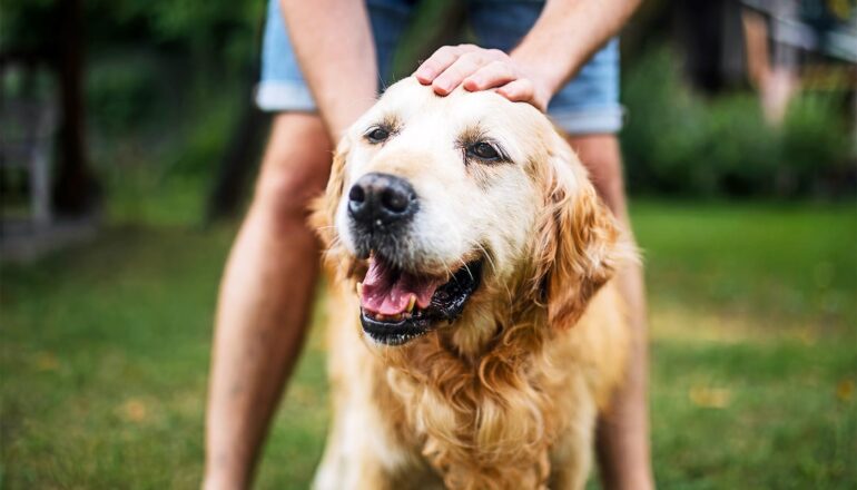 Dogs and humans are more alike than we thought