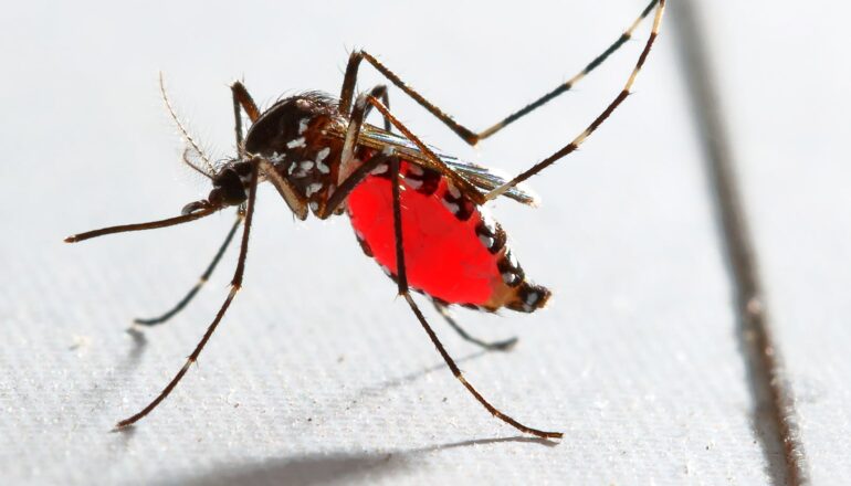 A mosquito with a belly full of red blood stands on a white surface.