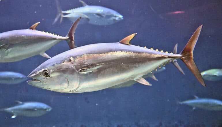 Did the asteroid that killed the dinosaurs drive tuna evolution?